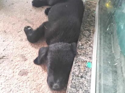 Cachorro raça SRD-ViraLata idade 2 a 6 meses nome Adote elas 