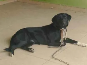 Cachorro raça SRD-ViraLata idade 1 ano nome Preta