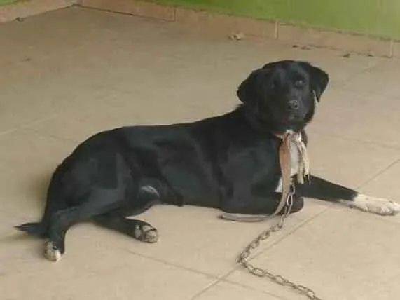 Cachorro ra a SRD-ViraLata idade 1 ano nome Preta