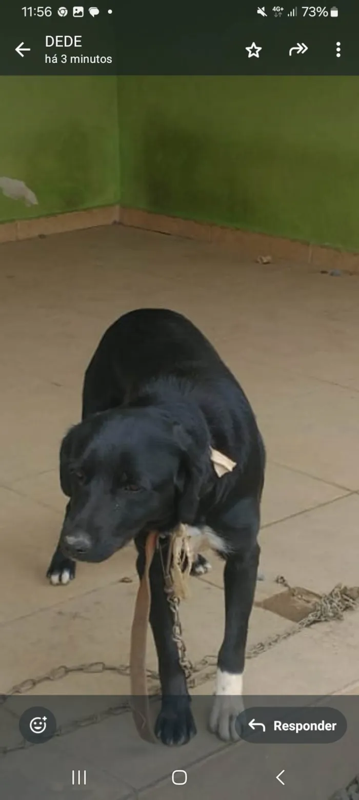 Cachorro ra a SRD-ViraLata idade 1 ano nome Preta