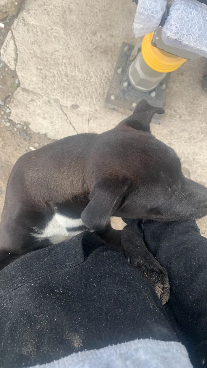 Cachorro ra a SRD-ViraLata idade 2 a 6 meses nome Nina