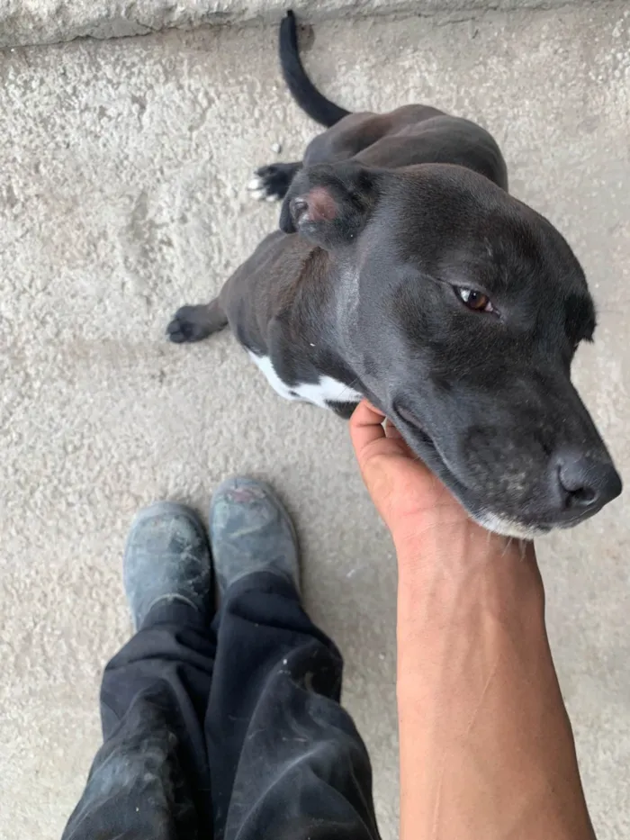 Cachorro ra a SRD-ViraLata idade 2 a 6 meses nome Nina