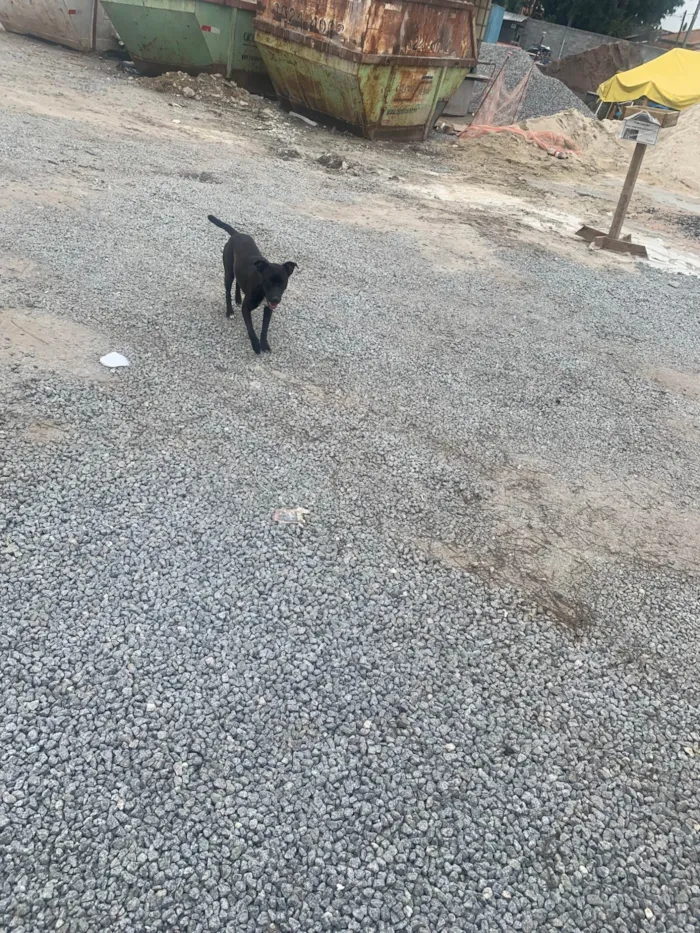 Cachorro ra a SRD-ViraLata idade 2 a 6 meses nome Nina