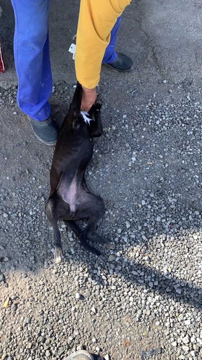 Cachorro ra a SRD-ViraLata idade 2 a 6 meses nome Nina