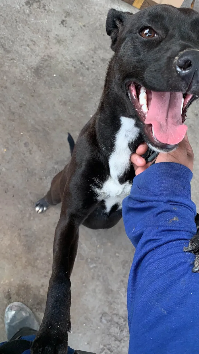 Cachorro ra a SRD-ViraLata idade 2 a 6 meses nome Nina