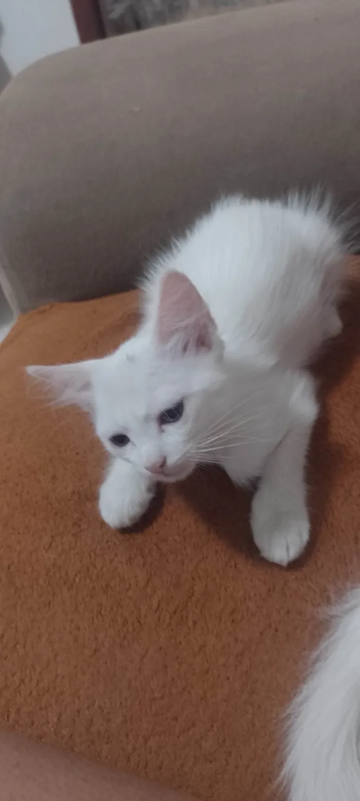 Gato ra a SRD-ViraLata idade 2 a 6 meses nome Ainda não tem