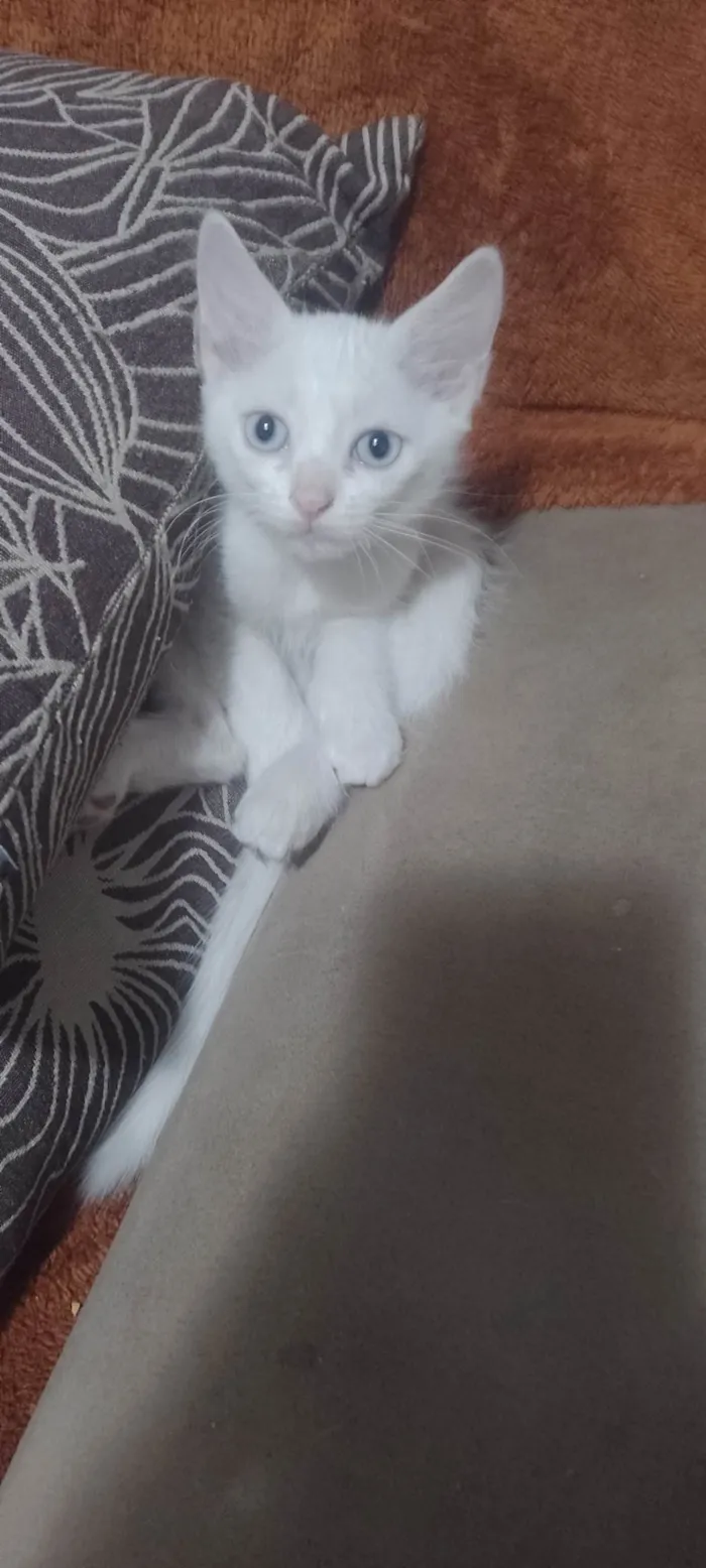 Gato ra a SRD-ViraLata idade 2 a 6 meses nome Ainda não tem