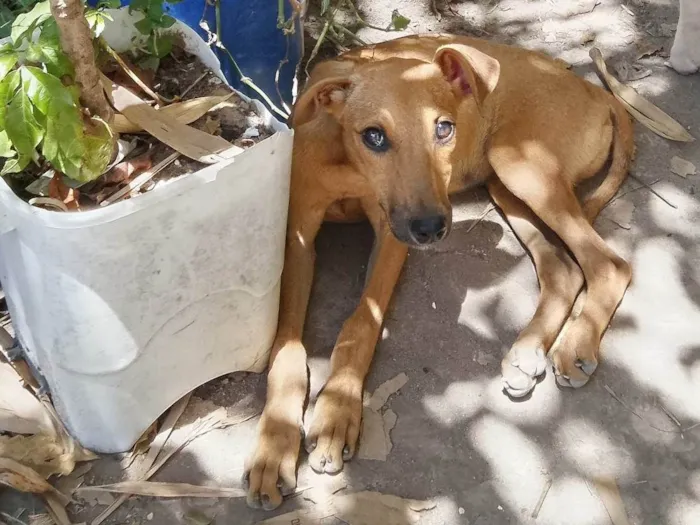 Cachorro ra a SRD-ViraLata idade 2 a 6 meses nome Gray,Nescau e Jack (irmãos)