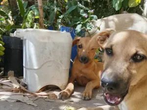 Cachorro raça SRD-ViraLata idade 2 a 6 meses nome Gray,Nescau e Jack (irmãos)