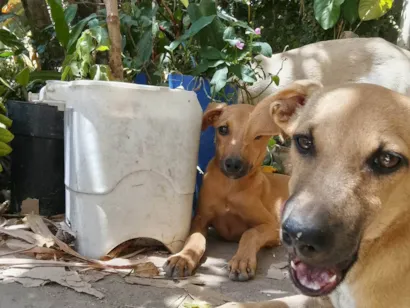 Cachorro raça SRD-ViraLata idade 2 a 6 meses nome Gray,Nescau e Jack (irmãos)