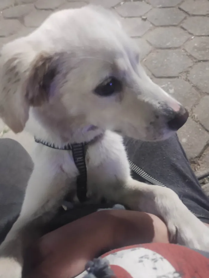 Cachorro ra a SRD-ViraLata idade 7 a 11 meses nome Atena 
