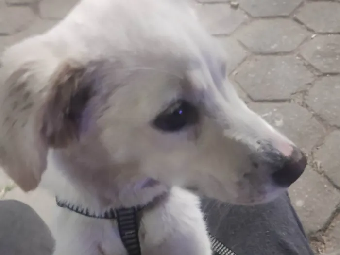 Cachorro ra a SRD-ViraLata idade 7 a 11 meses nome Atena 