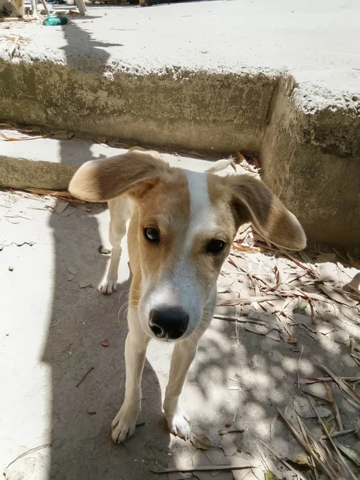 Cachorro ra a SRD-ViraLata idade 7 a 11 meses nome Lorenzzo e Lolitta