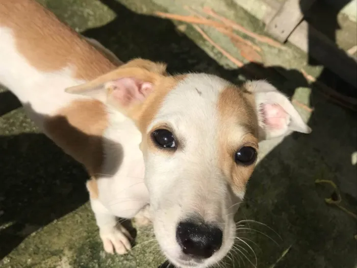 Cachorro ra a SRD-ViraLata idade 7 a 11 meses nome Lorenzzo e Lolitta