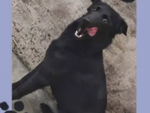 Cachorro raça SRD-ViraLata idade 1 ano nome Dama da Noite