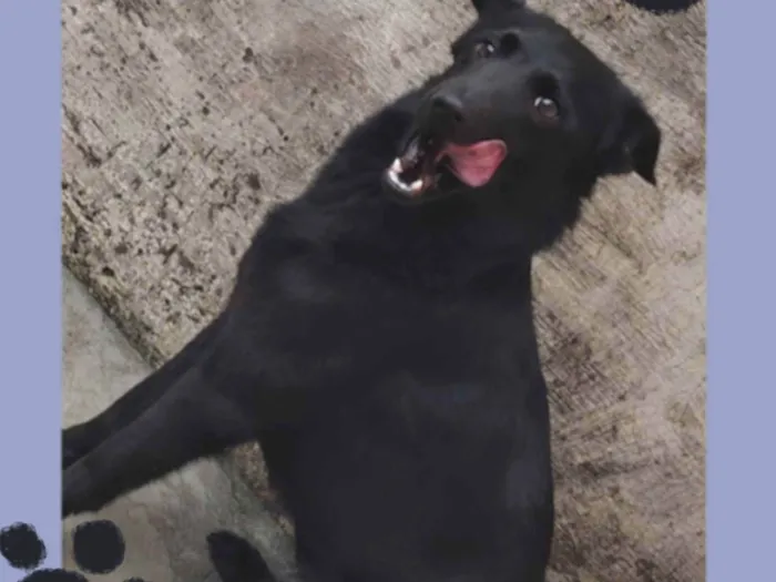 Cachorro ra a SRD-ViraLata idade 1 ano nome Dama da Noite