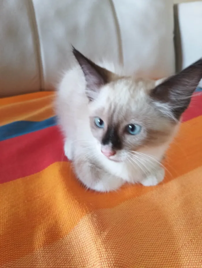 Gato raça Siamês idade 2 a 6 meses nome Nina