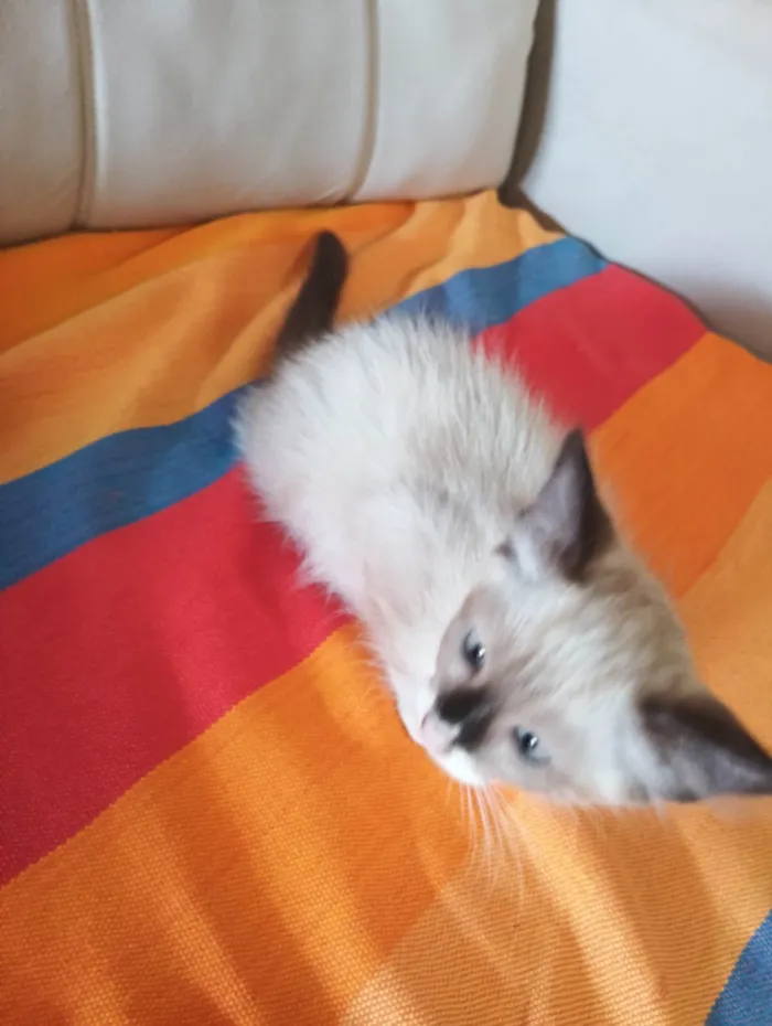 Gato raça Siamês idade 2 a 6 meses nome Nina