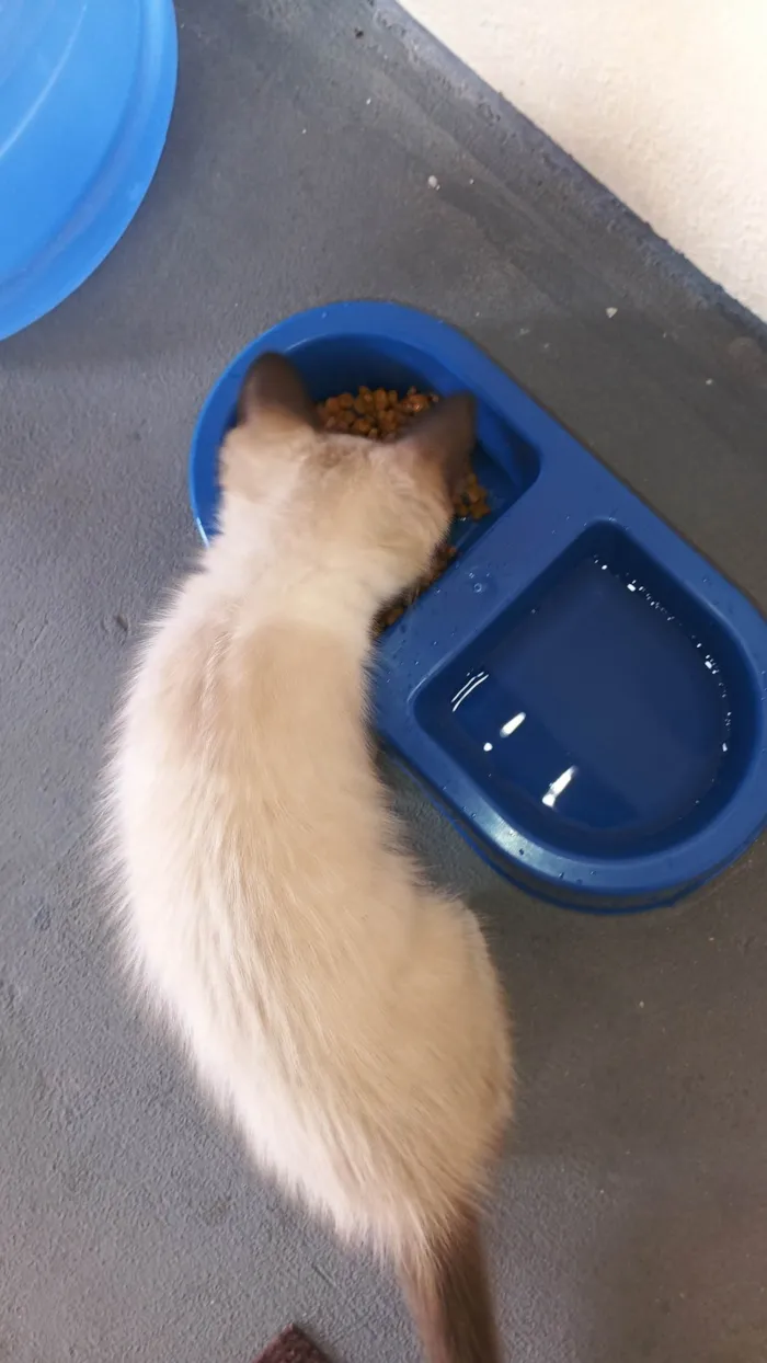 Gato raça Siamês idade 2 a 6 meses nome Nina