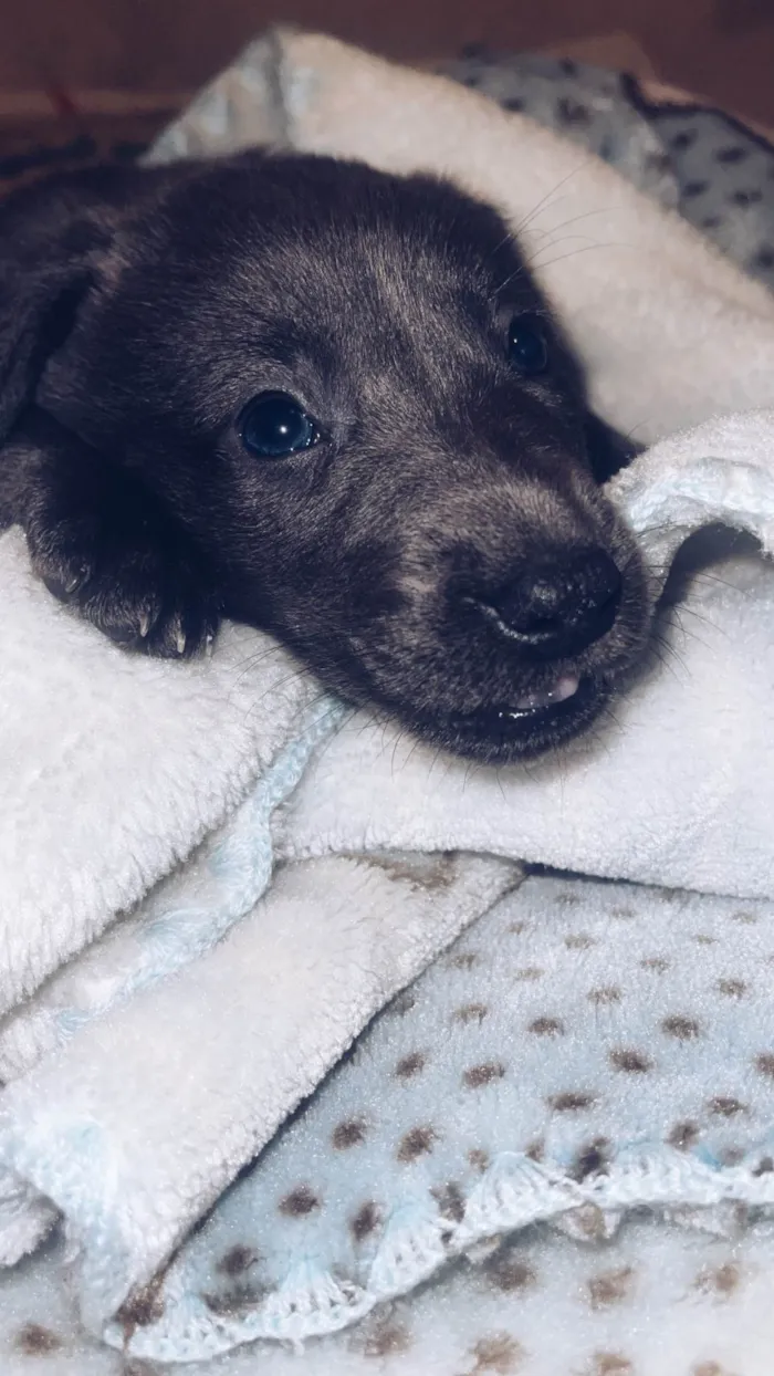 Cachorro ra a SRD-ViraLata idade 2 a 6 meses nome Apollo