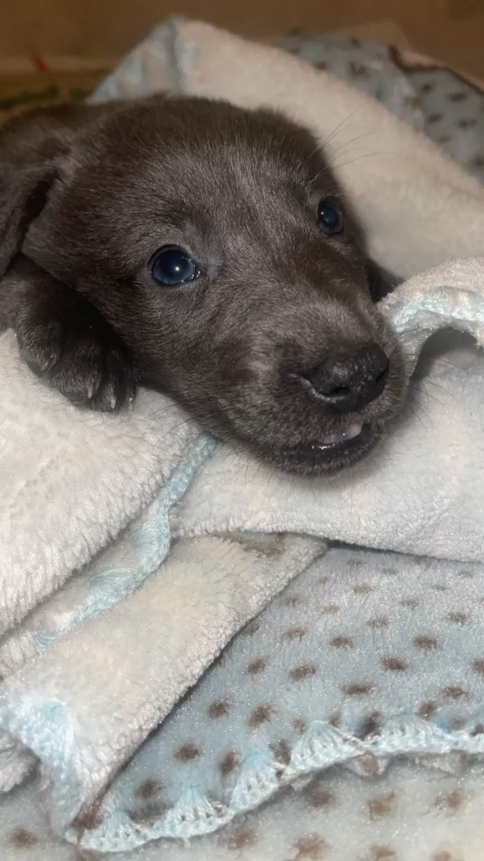 Cachorro ra a SRD-ViraLata idade 2 a 6 meses nome Apollo