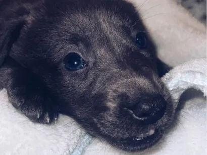 Cachorro raça SRD-ViraLata idade 2 a 6 meses nome Apollo