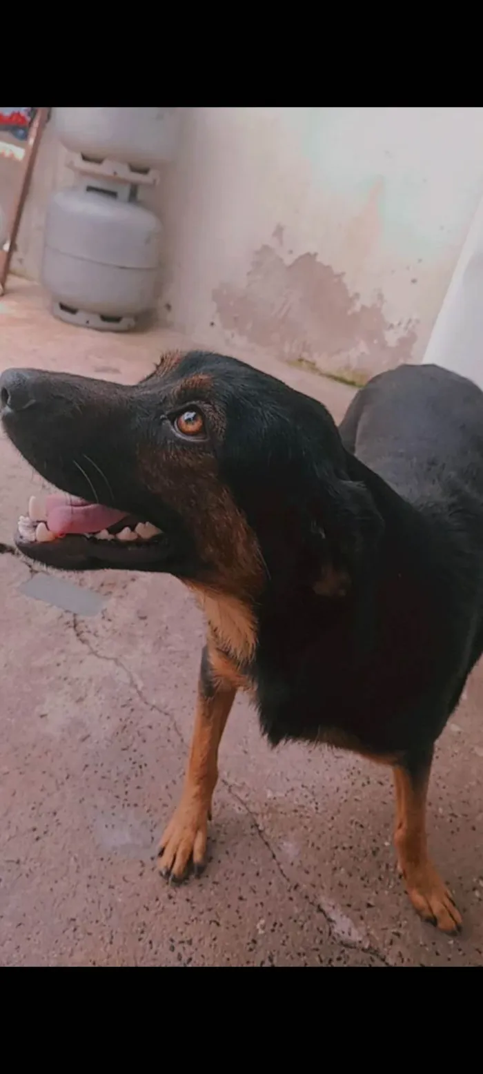 Cachorro ra a SRD-ViraLata idade 5 anos nome belinha e Bob ou pretinho 