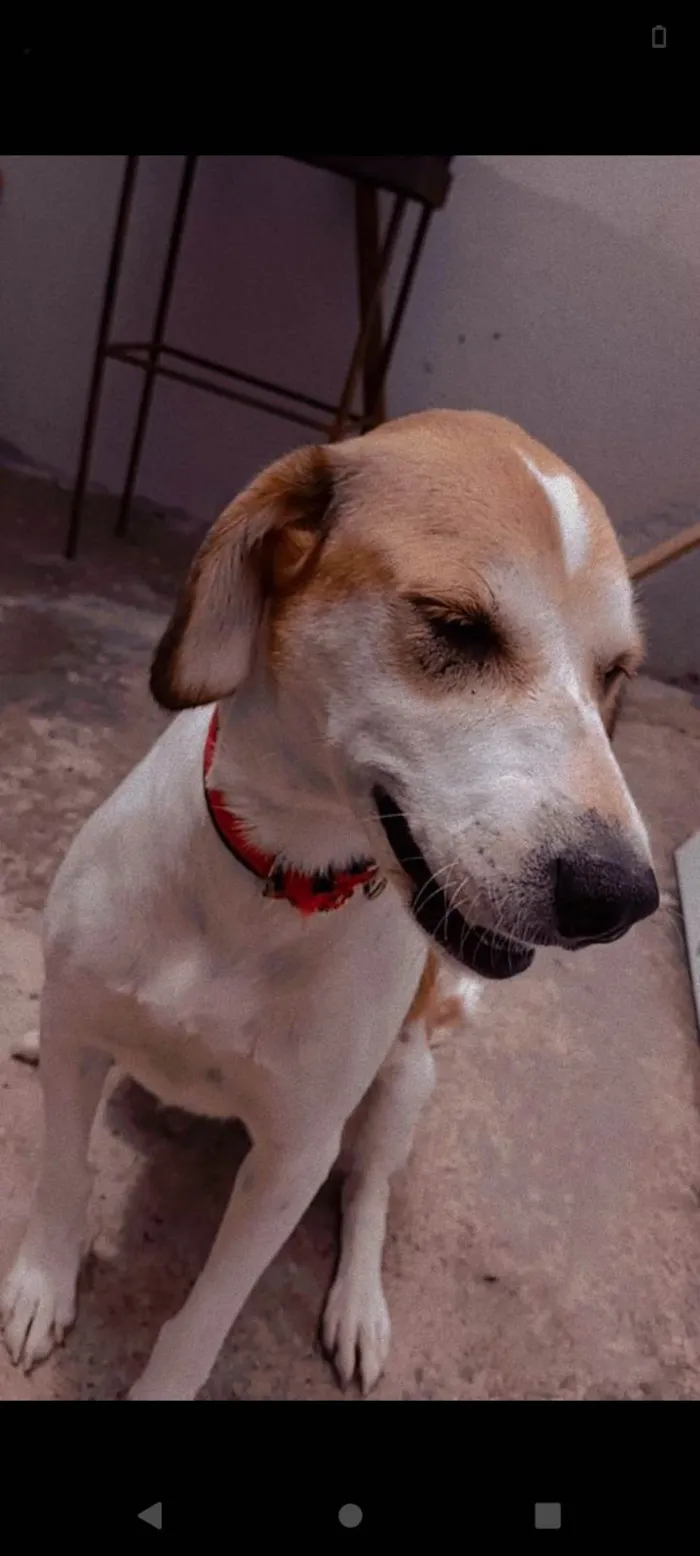 Cachorro ra a SRD-ViraLata idade 5 anos nome belinha e Bob ou pretinho 