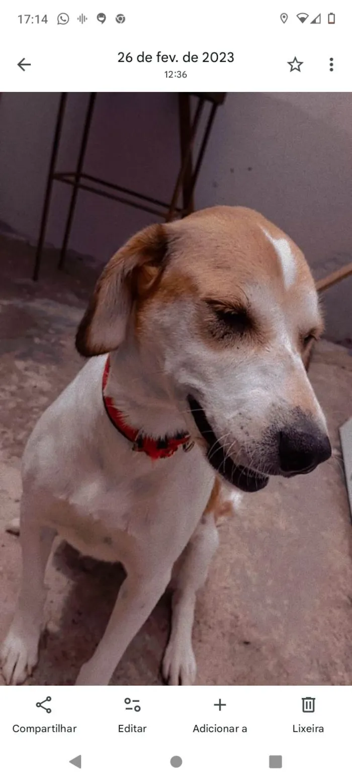 Cachorro ra a SRD-ViraLata idade 5 anos nome belinha e Bob ou pretinho 