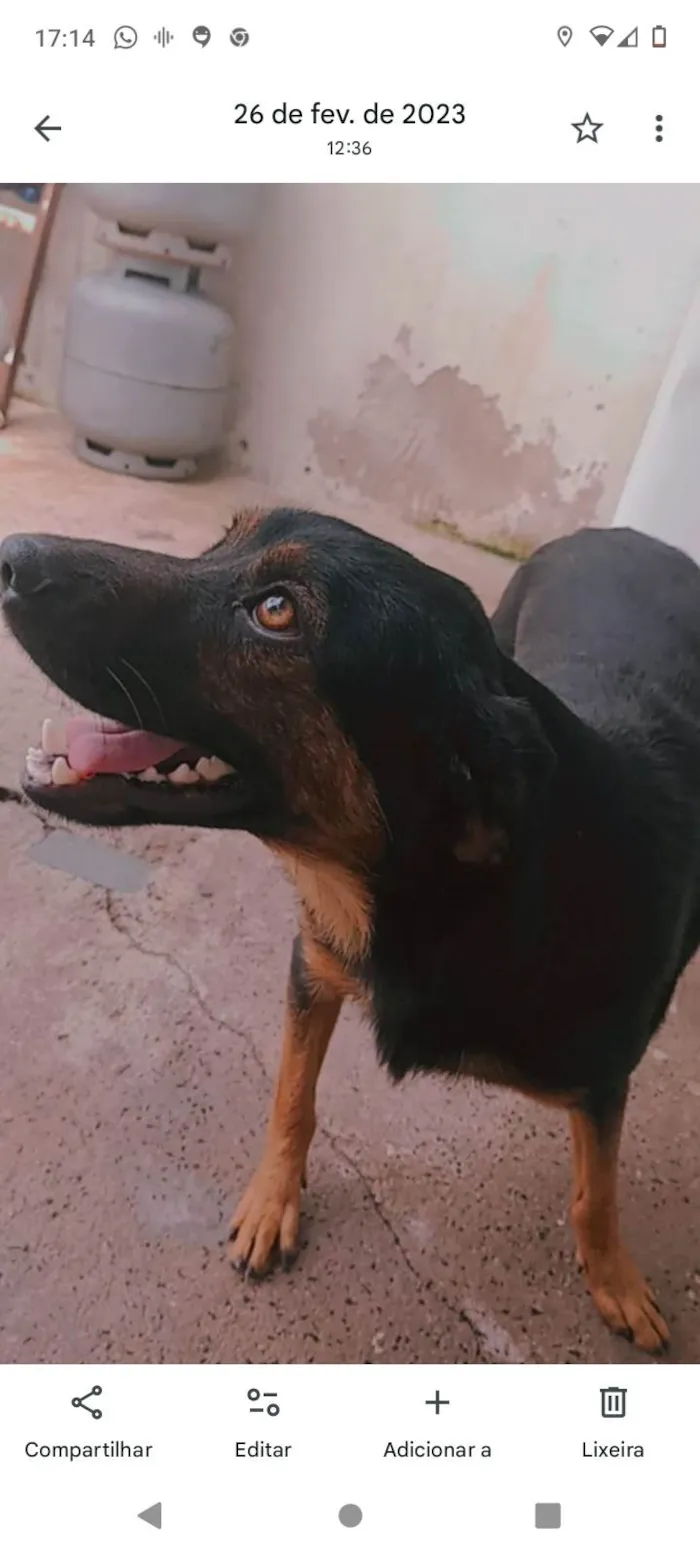 Cachorro ra a SRD-ViraLata idade 5 anos nome belinha e Bob ou pretinho 