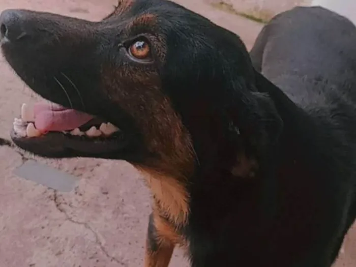 Cachorro ra a SRD-ViraLata idade 5 anos nome belinha e Bob ou pretinho 