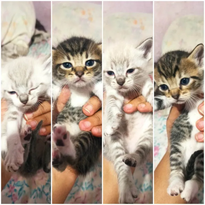 Gato raça SRD-ViraLata idade 2 a 6 meses nome Sem nomes ainda