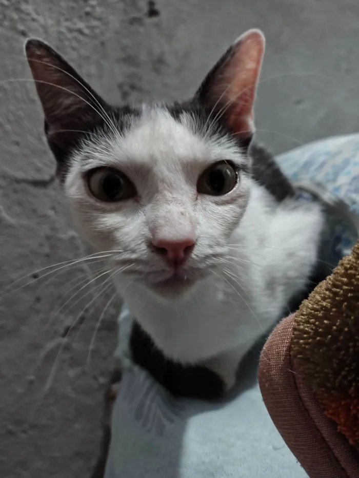 Gato ra a SRD-ViraLata idade 1 ano nome Pea (Pí)