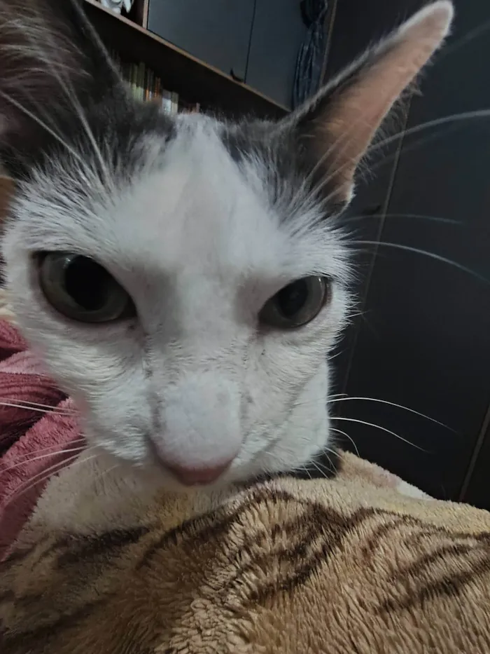 Gato ra a SRD-ViraLata idade 1 ano nome Pea (Pí)