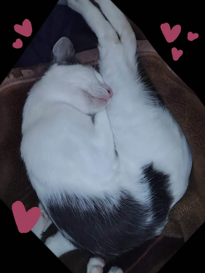 Gato ra a SRD-ViraLata idade 1 ano nome Pea (Pí)