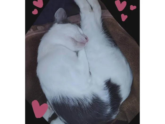 Gato ra a SRD-ViraLata idade 1 ano nome Pea (Pí)