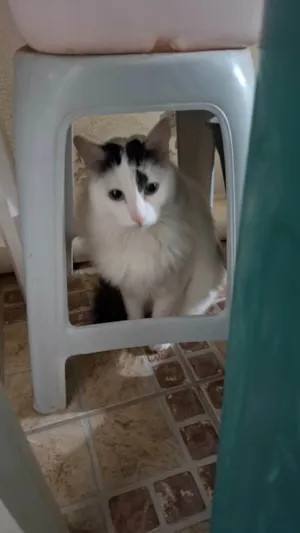 Gato raça Angorá idade 3 anos nome Mario