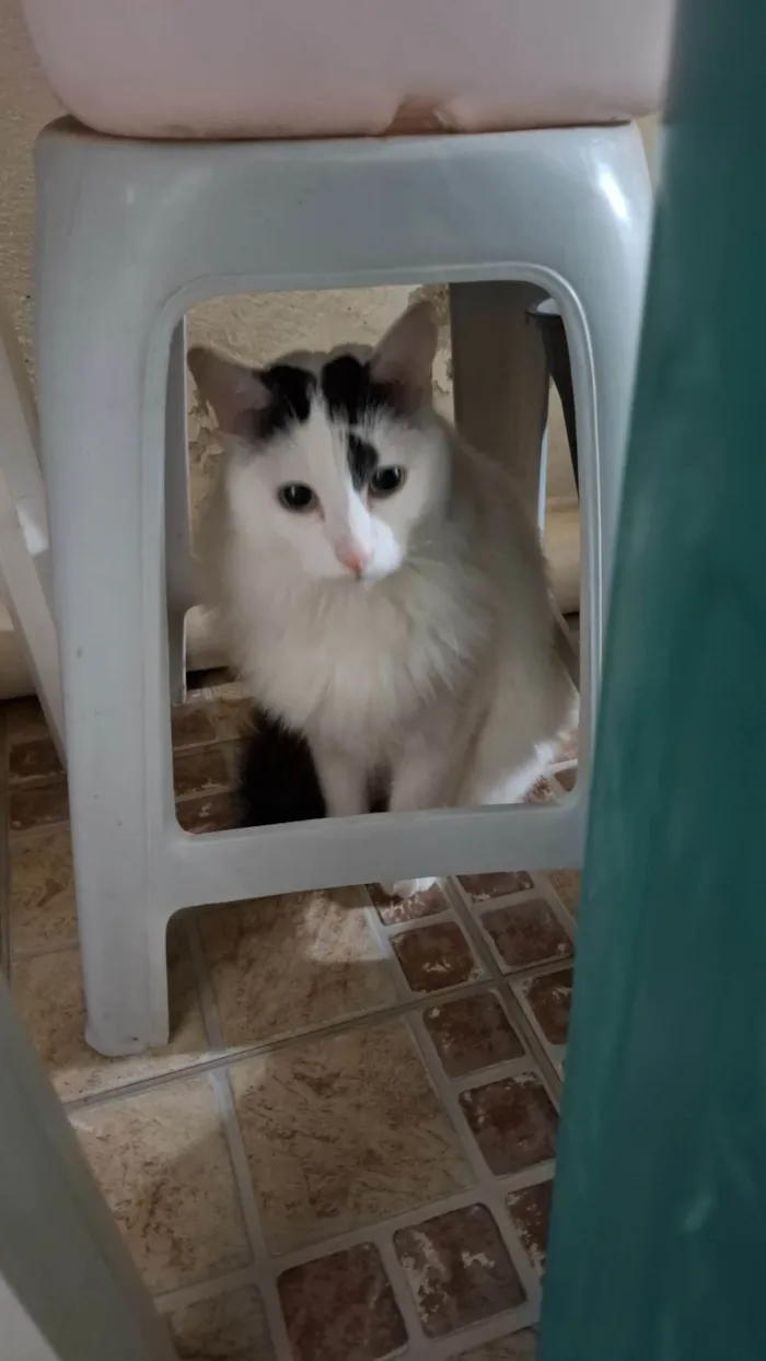 Gato ra a Angorá idade 3 anos nome Mario