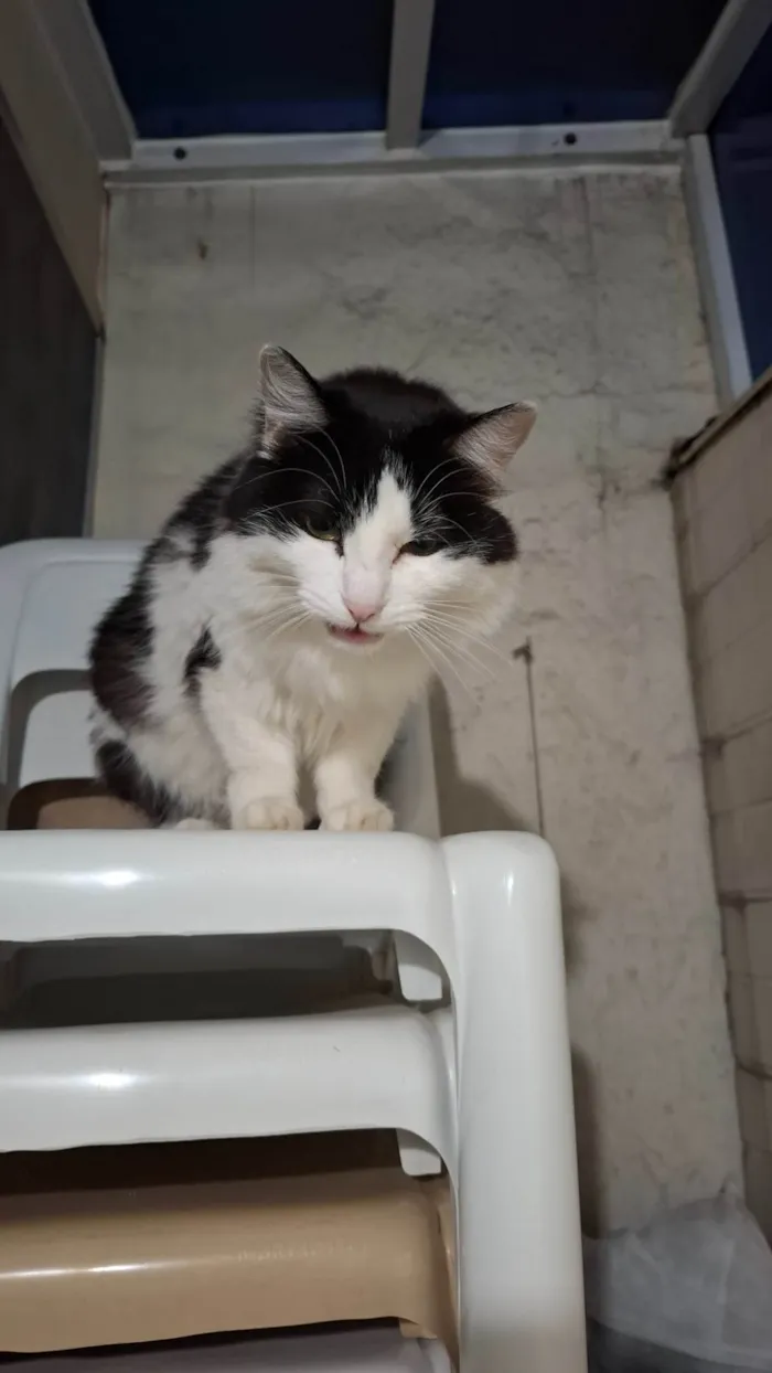 Gato ra a Angorá idade 3 anos nome Marie