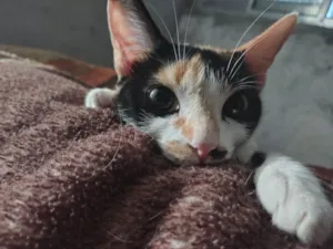 Gato raça SRD-ViraLata idade 1 ano nome Safira (Sasá)