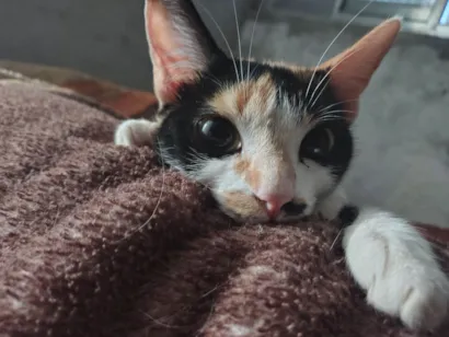 Gato raça SRD-ViraLata idade 1 ano nome Safira (Sasá)