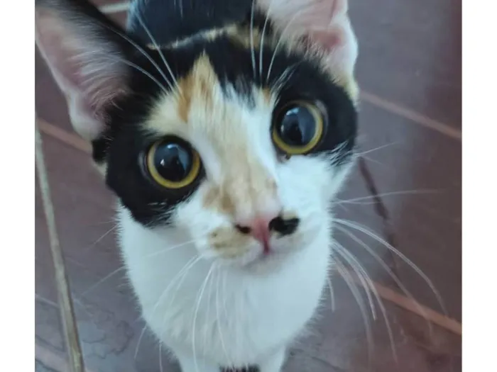 Gato ra a SRD-ViraLata idade 1 ano nome Safira (Sasá)