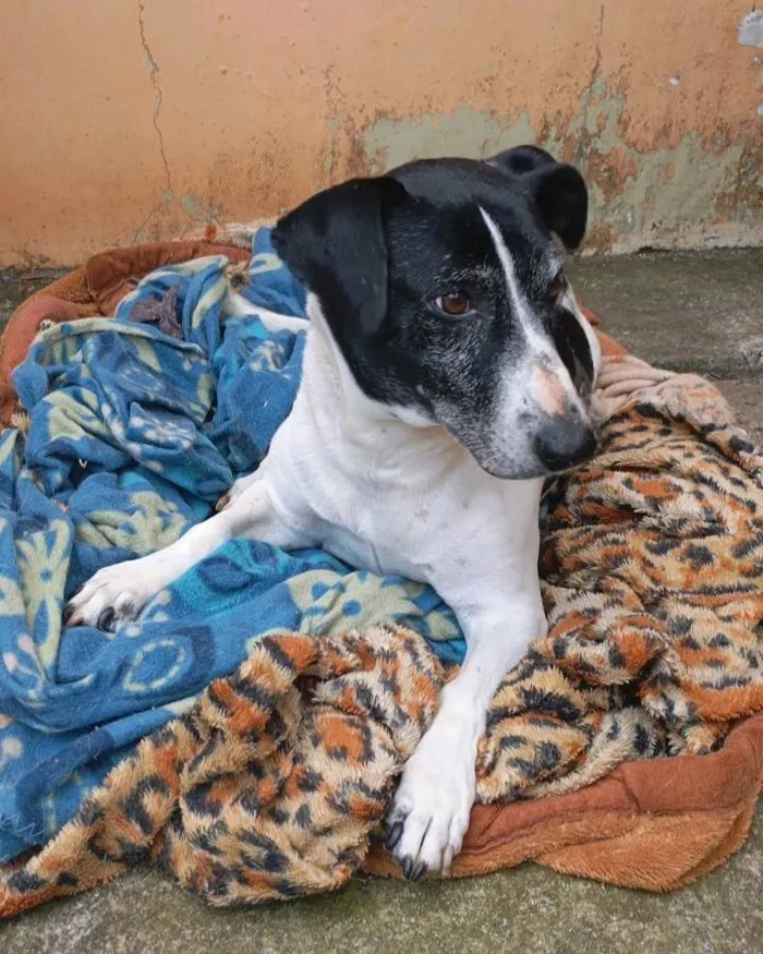 Cachorro ra a SRD-ViraLata idade 6 ou mais anos nome Mufasa