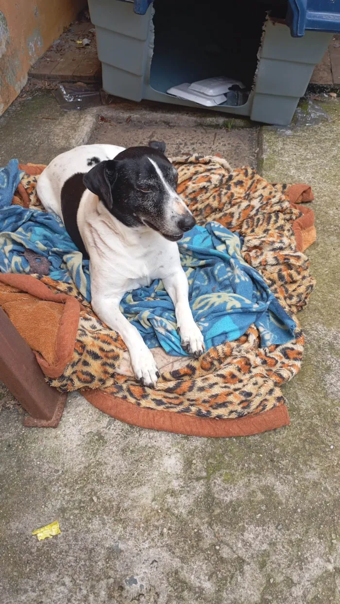 Cachorro ra a SRD-ViraLata idade 6 ou mais anos nome Mufasa