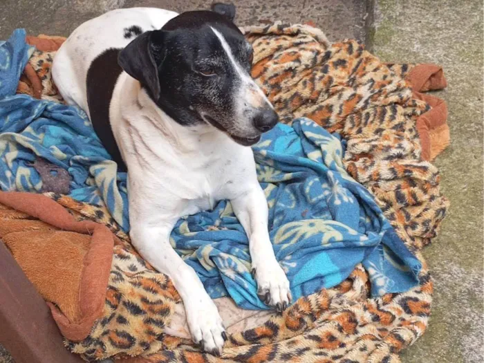 Cachorro ra a SRD-ViraLata idade 6 ou mais anos nome Mufasa