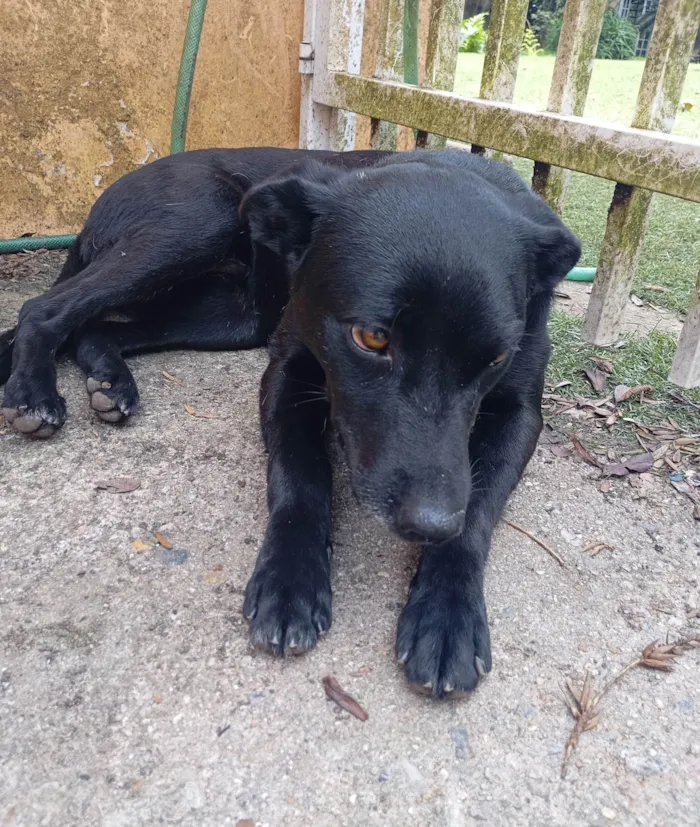 Cachorro ra a SRD-ViraLata idade 5 anos nome Brenda