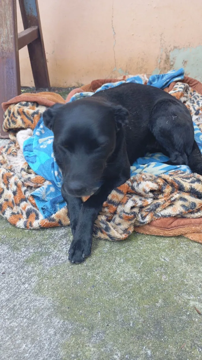 Cachorro ra a SRD-ViraLata idade 5 anos nome Brenda