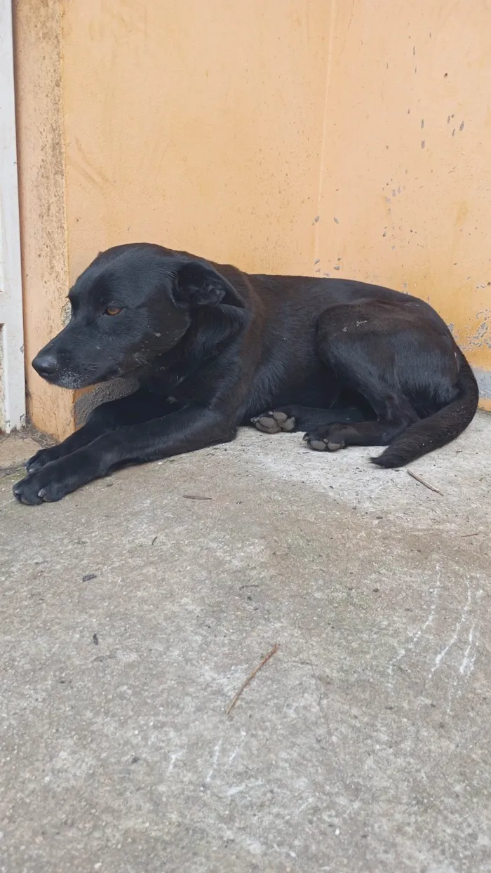 Cachorro ra a SRD-ViraLata idade 5 anos nome Brenda