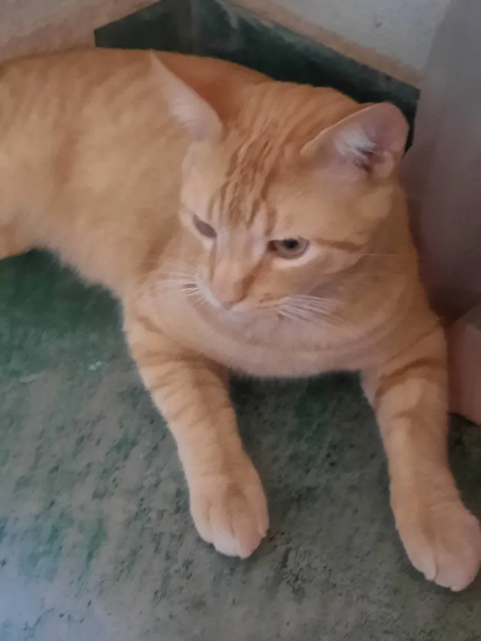 Gato ra a SRD-ViraLata idade 7 a 11 meses nome Periquito 