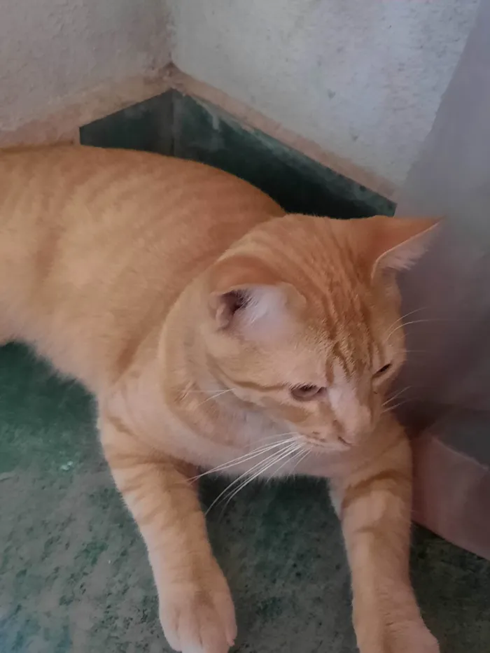 Gato ra a SRD-ViraLata idade 7 a 11 meses nome Periquito 